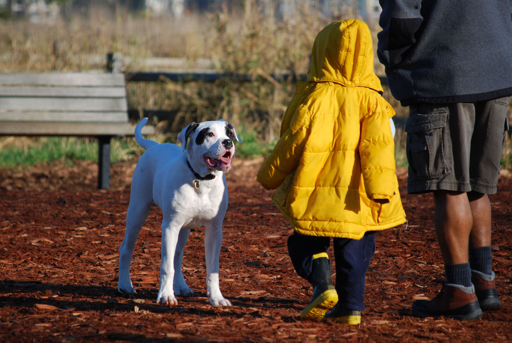 Our Favorite Dog Parks on the Eastside Travel + Outdoors