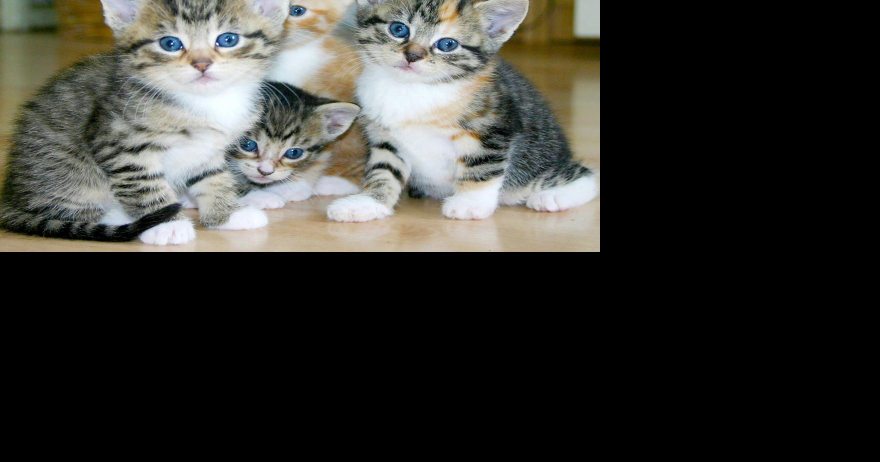 Woodinville Animal Shelter Takes in Hundreds of Kittens Weekly, Asks Community for Help