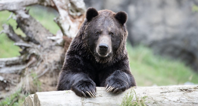 Woodland Park Zoo
