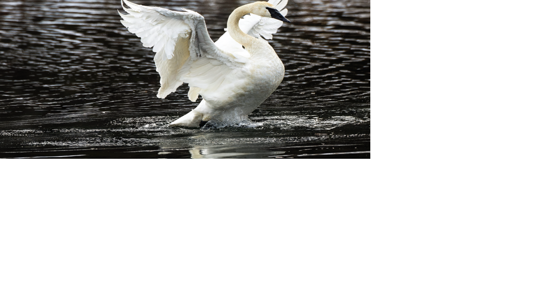 A Beginner's Guide to Birding in Washington