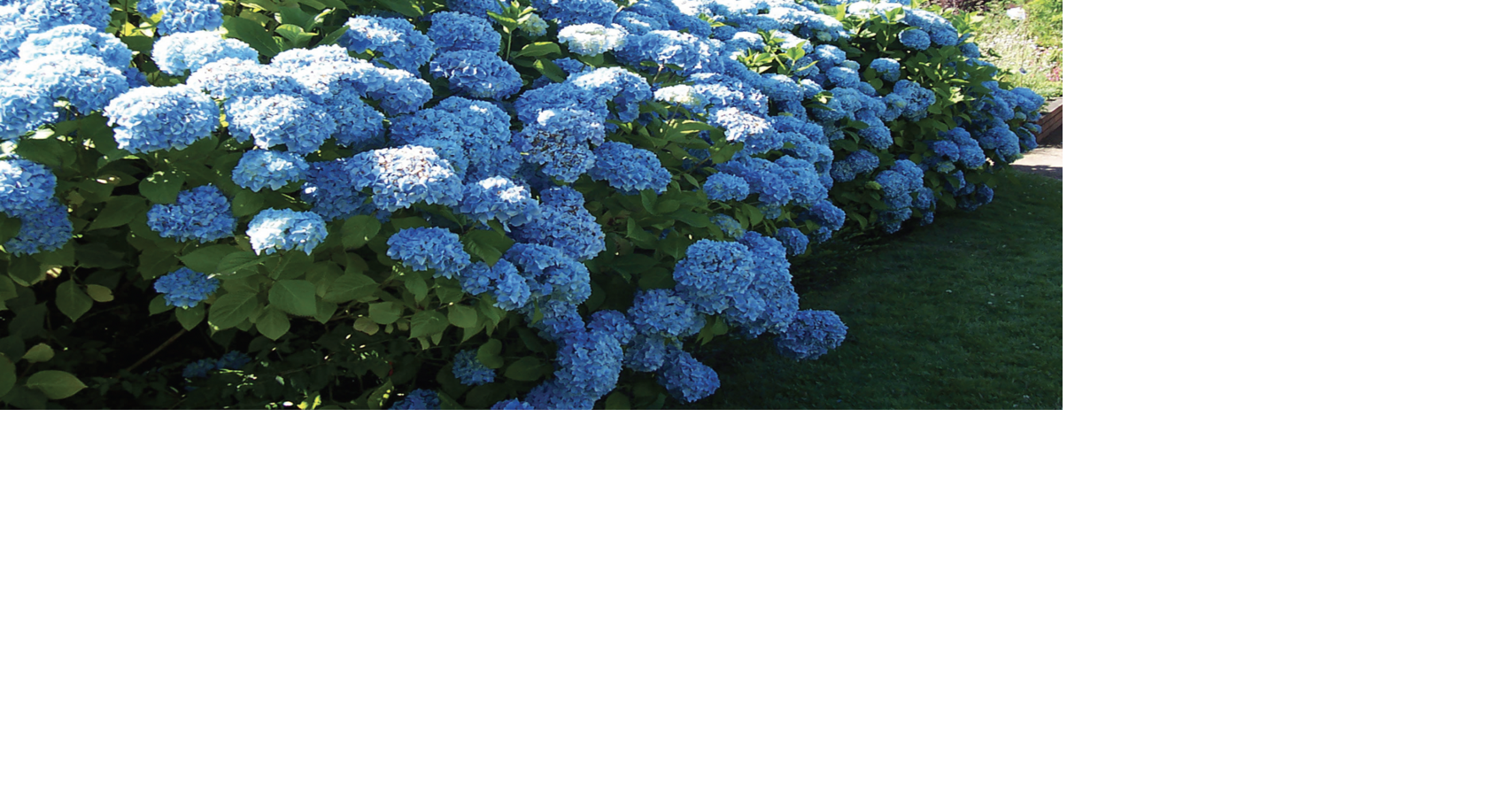 How to Pick the Best Hydrangeas for Your Garden | Home + Garden ...