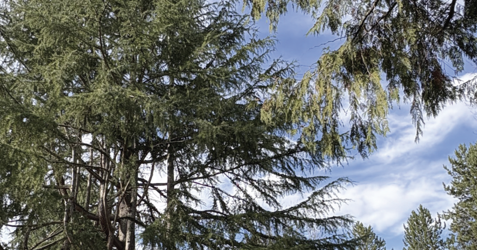 A Tribute to Trees and the Quiet Roles They Play in Our Lives