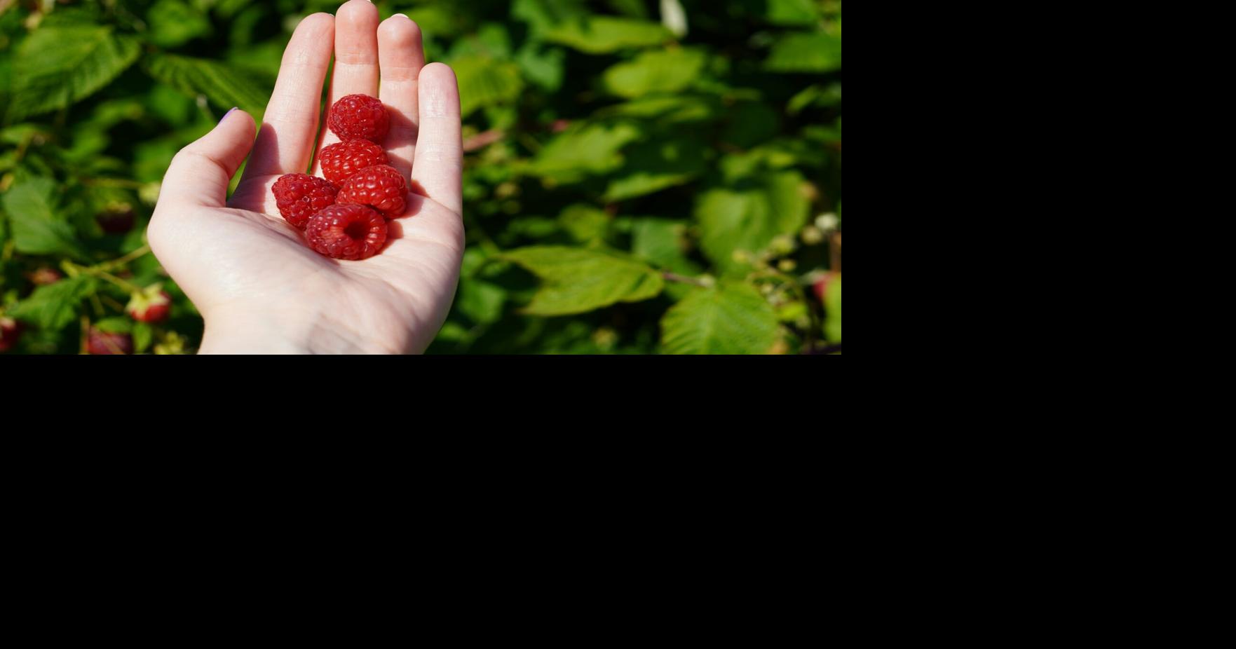 3 Places to Pick Berries This Summer