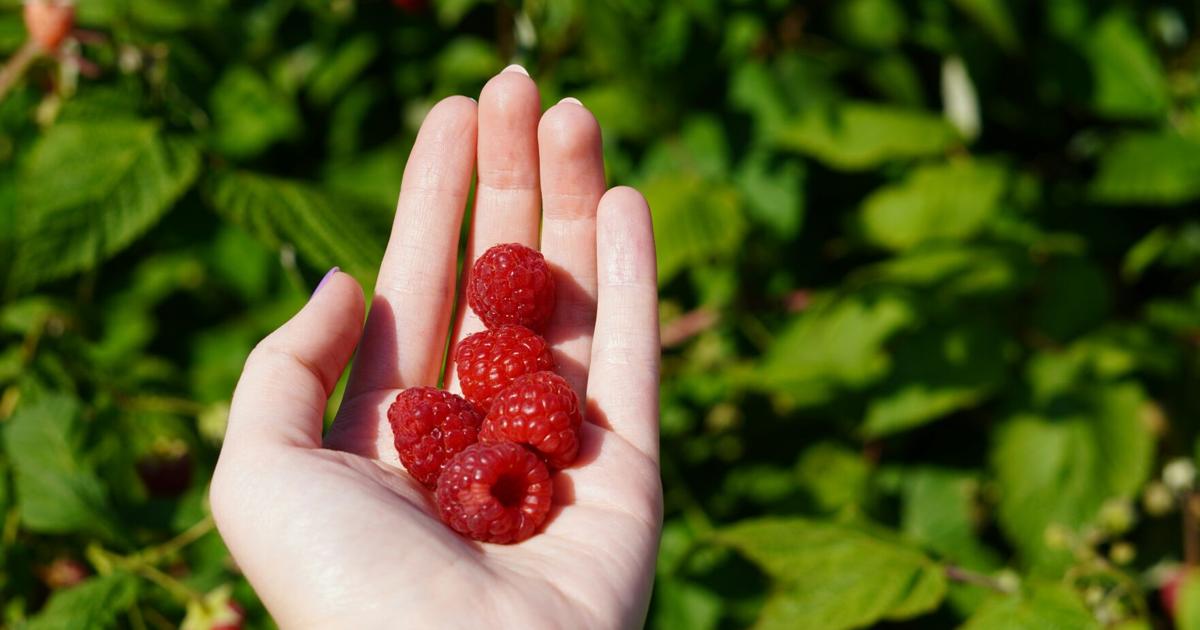 3 Places to Pick Berries This Summer