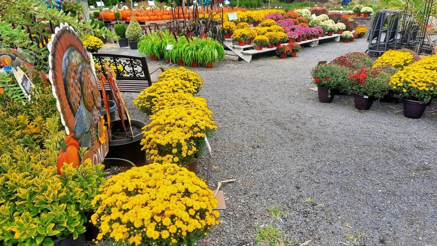 Since the 1930s, the Green Top Market has been a shopping attraction
