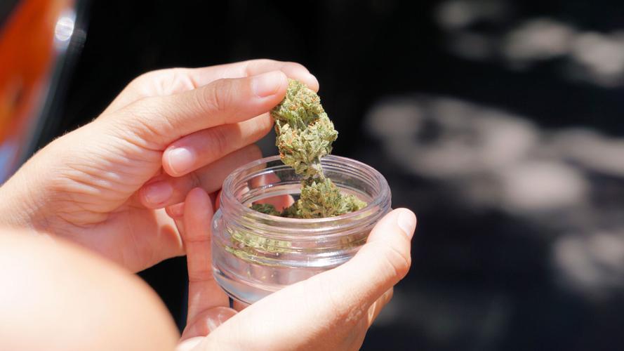 09292023 CANNABIS FLOWER SHUTTERSTOCK
