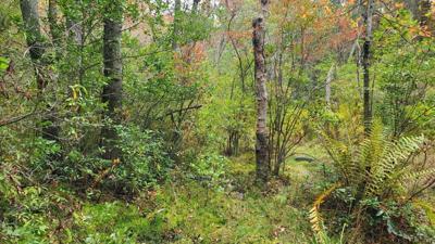 06162025_DEVEL FOREST.jpg