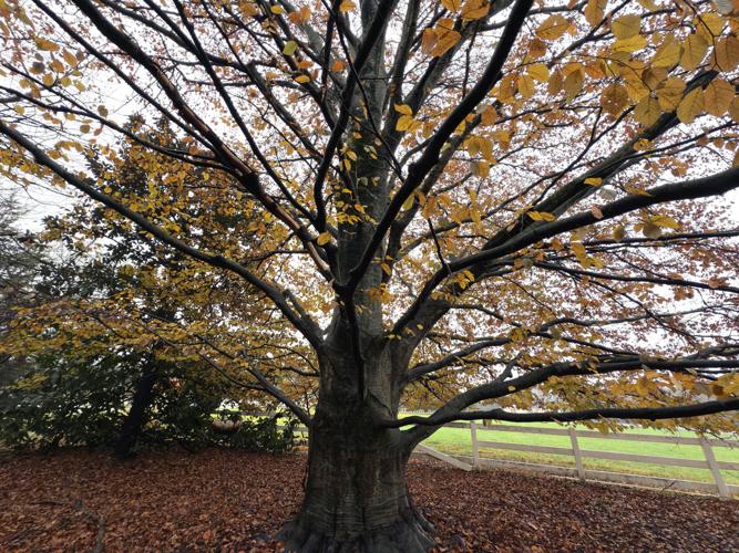 11262025_CH_HOLLY BEECH TREE IMG_2568.jpg