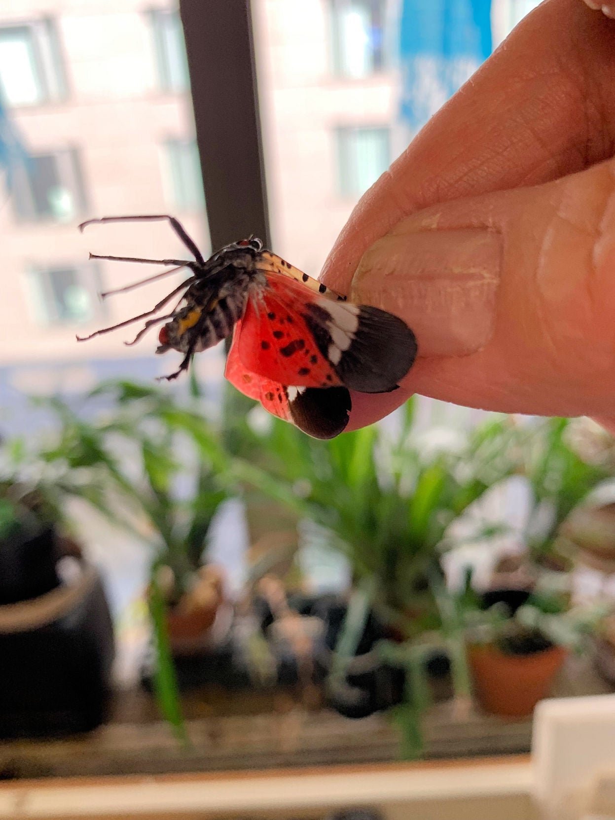 The Spotted Lanternfly