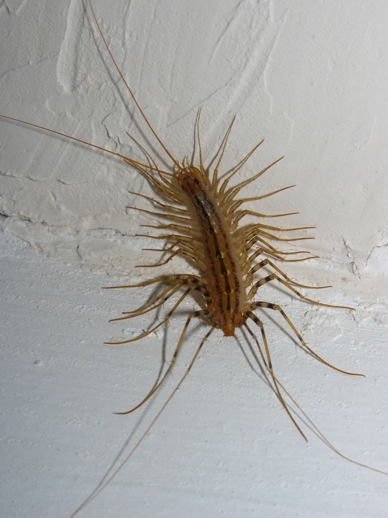 House Centipede