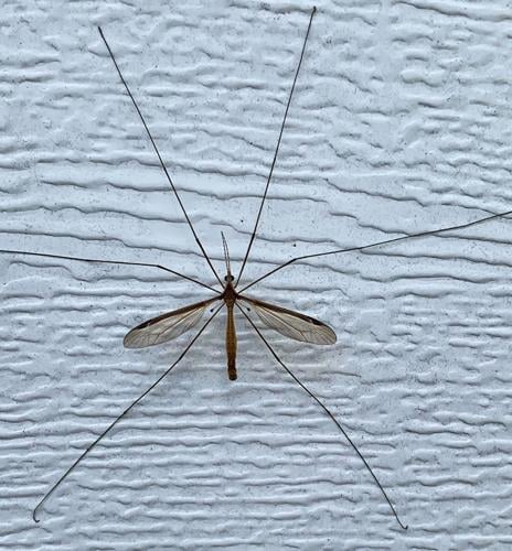 Crane fly