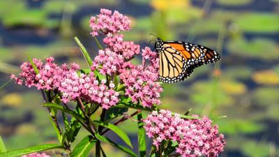 2359410071 SWAMP MILKWEED