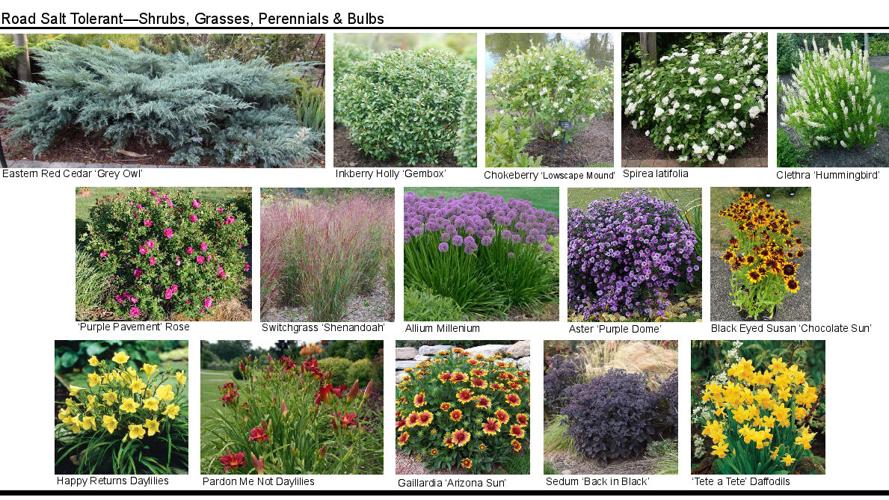 101526_7073_LANDSCAPE EXAMPLES.jpg