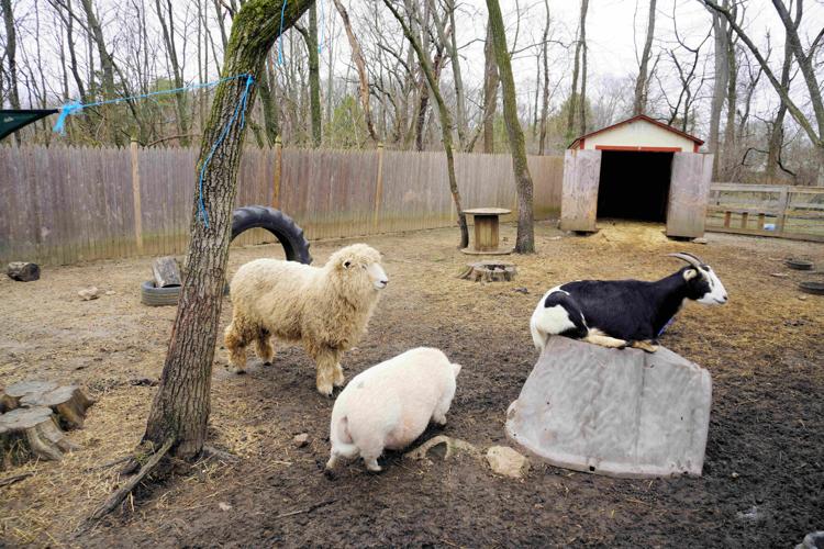 xxx more farm animals NAB01696.jpg