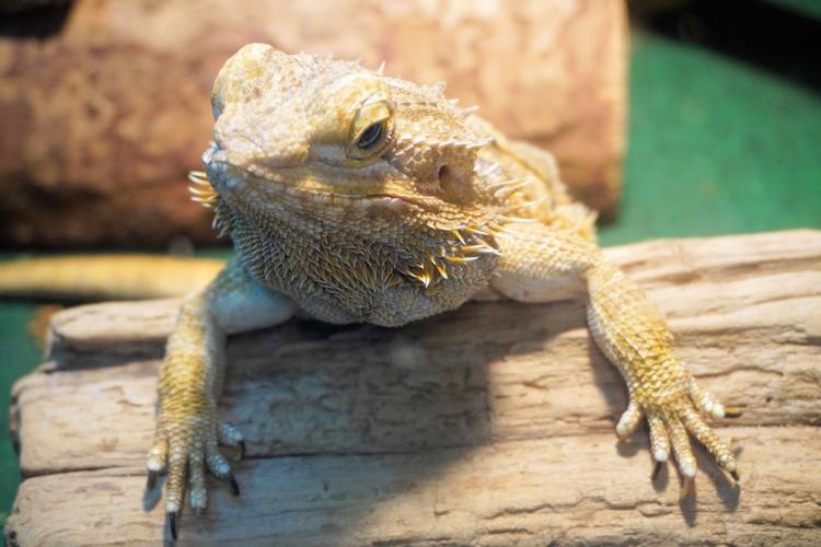 xxx more lizard NAB01641.jpg