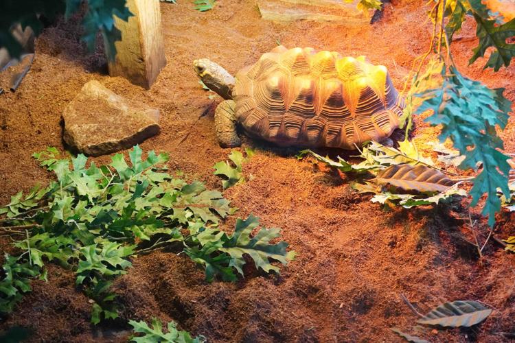xxx turtle 2 NAB01638.jpg