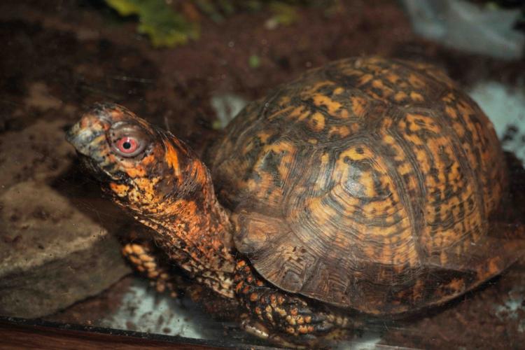 xxx turtle NAB01635.jpg