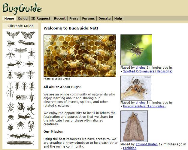 BugGuide