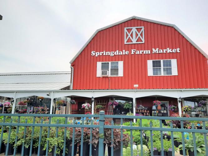 Staying power Cherry Hill's Springdale Farm has been working the