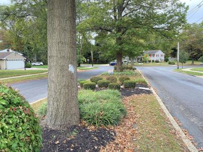 10122021 BARCLAY FARM TREES ON MEDIAN