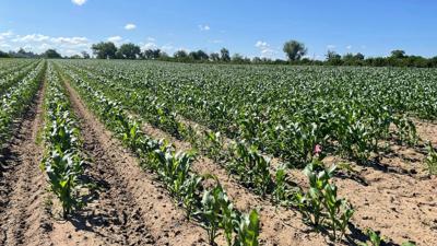 06272024_farmland.jpg