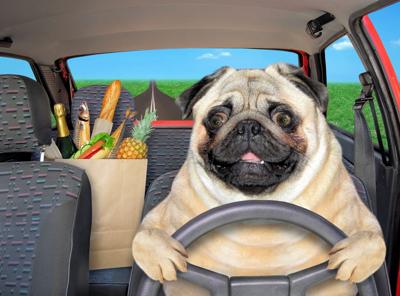 DOG DRIVING