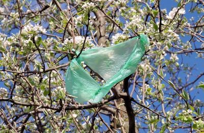 02252022 BAG IN TREE
