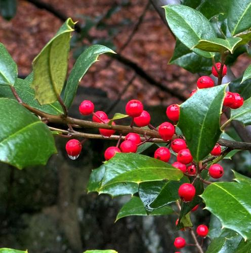 11262025_CH HOLLY AT HOLLY RAVINE IMG_2558.jpg