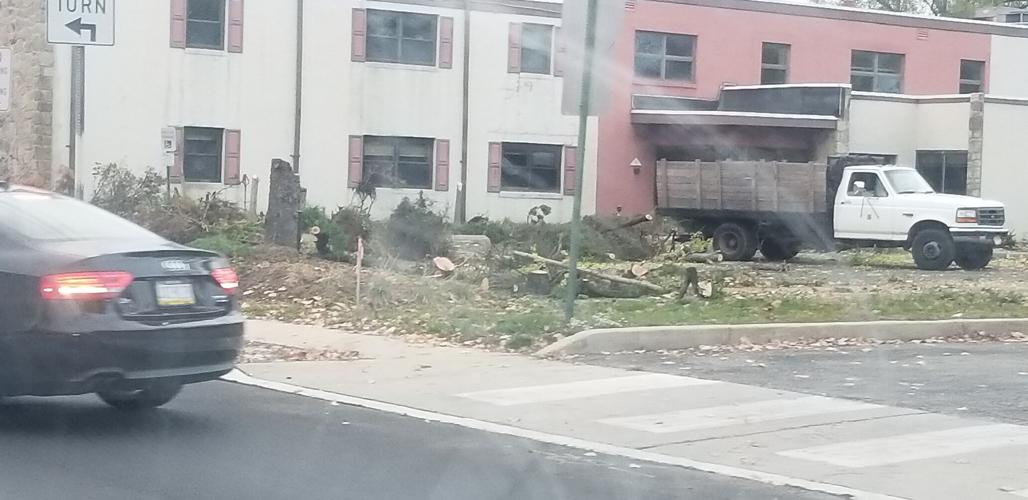 08072023 WYNWOOD TREE CUTTING