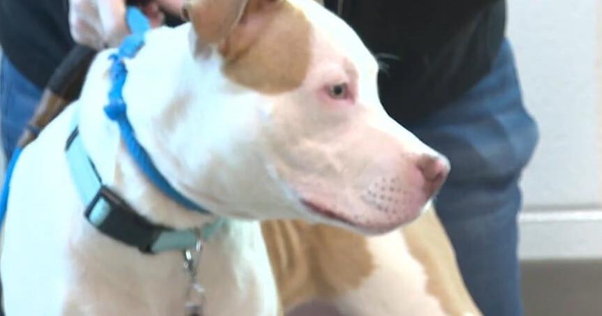 National "Train Your Dog" Month encourages proper pet training