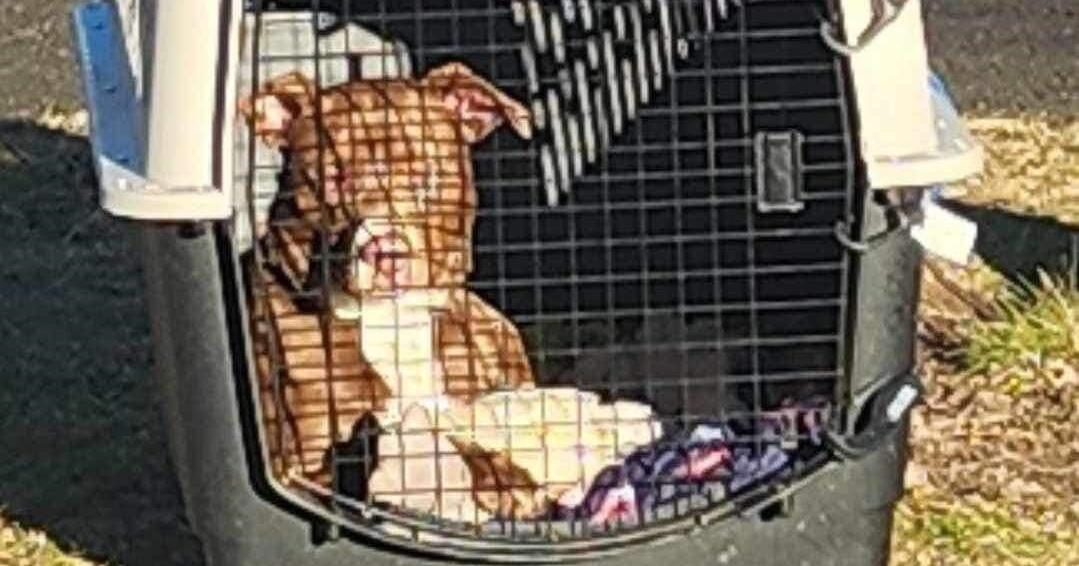 Authorities trying to identify dog abandoned in Corunna park | Crime ...