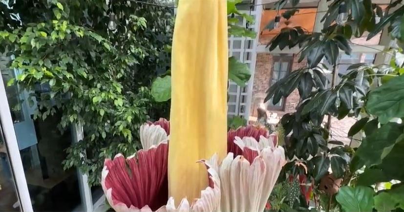 Rare record-setting corpse flower blooms in Michigan - Vimarsana News
