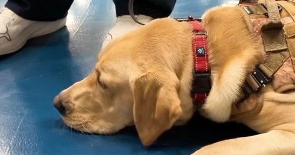Compass Dog Rescue Michigan inmates train rescue dogs to serve veterans and first ...