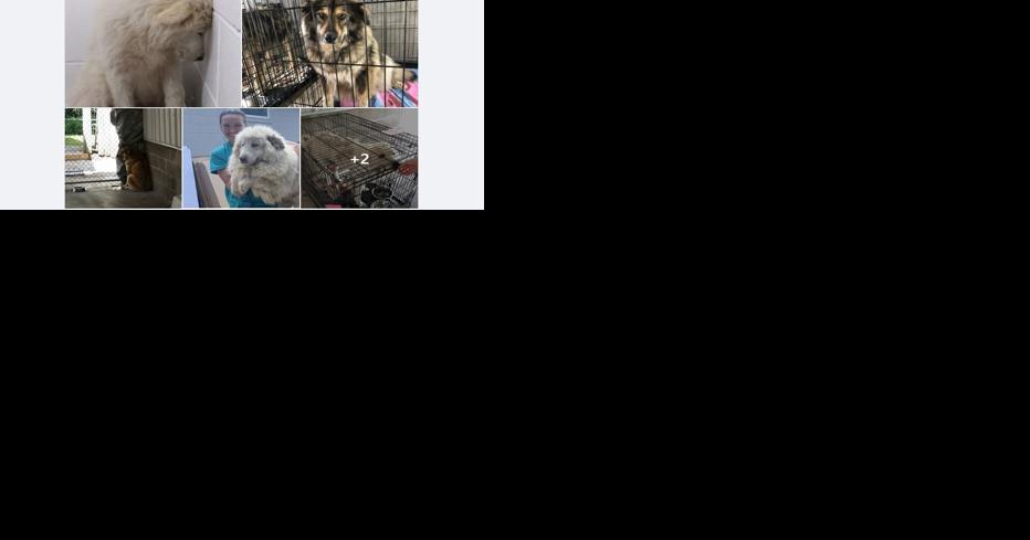 Criminal sexual conduct investigation leads police to 31 sick dogs - Vimarsana News