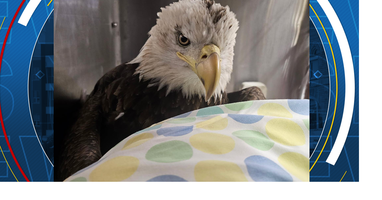 Injured bald eagle rescued after being hit by car in Sanilac County ...