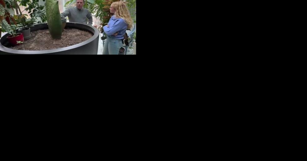 Rare corpse flower will bloom soon inside a Michigan home - Vimarsana News