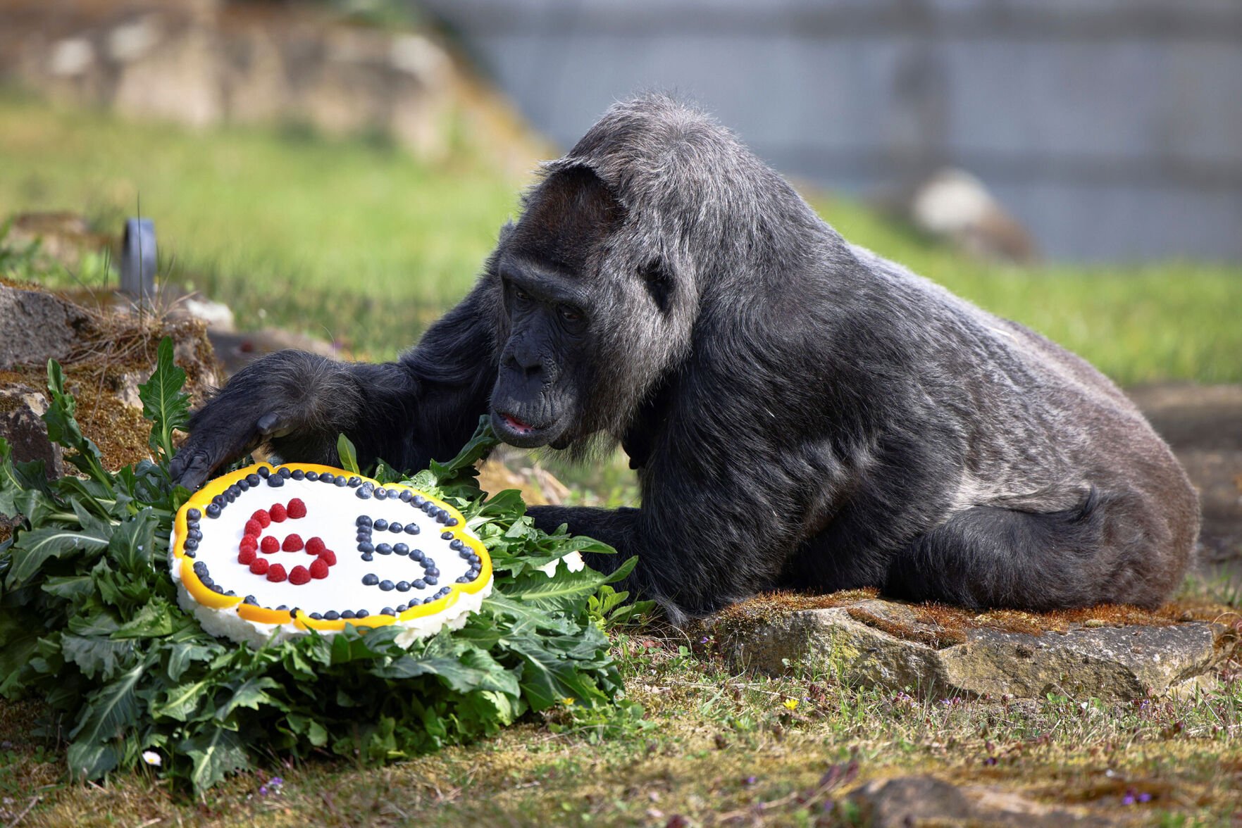 download gorilla zoe echo