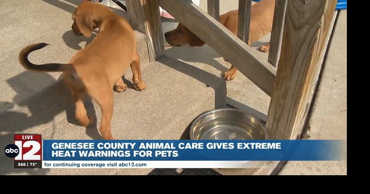 Genesee County Animal Care warns of summer heat dangers for pets