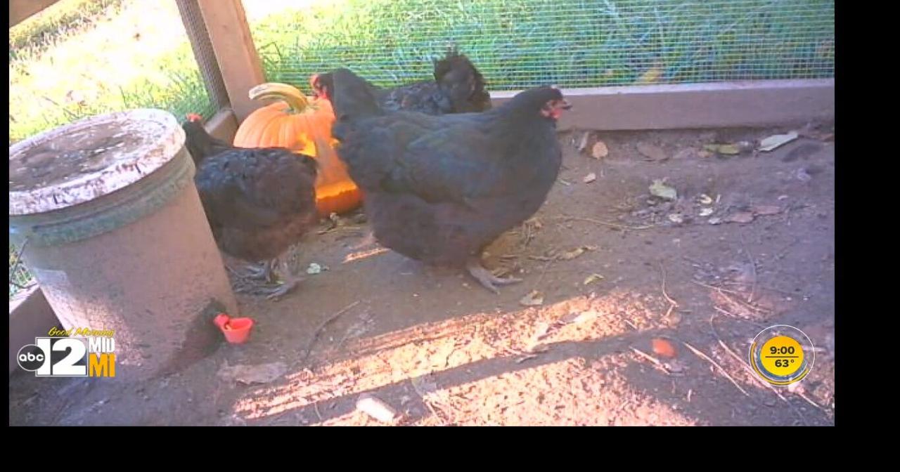 Chickens carve jackolantern by pecking at pumpkin Good Morning MidMichigan