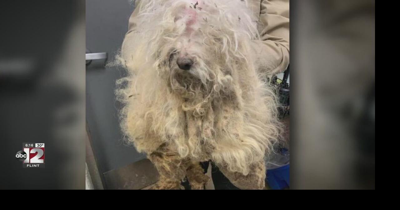 Woman describes heartbreaking discovery of abused, abandoned dog in ...