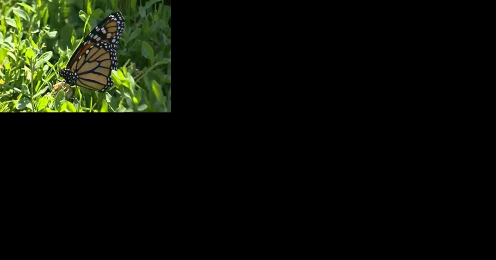 Cambridge program aims to help beloved monarch butterflies spread their wings - Vimarsana News