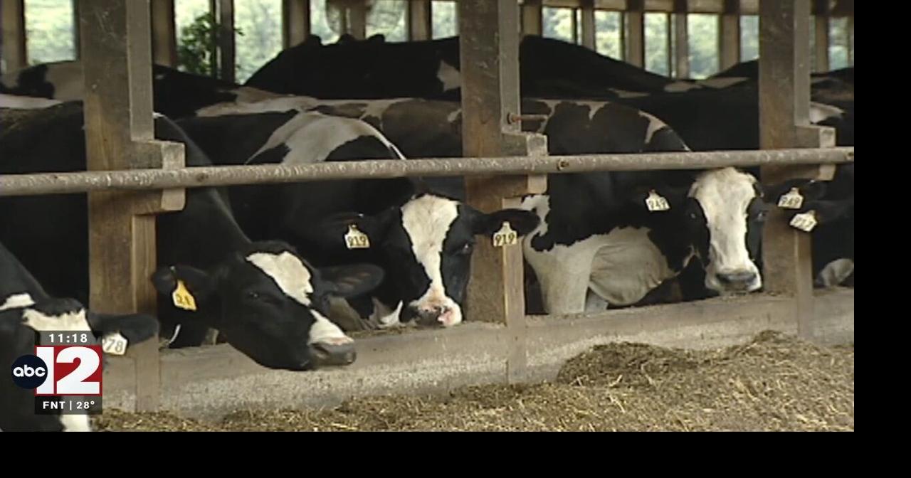 Two Michigan cattle herds test positive for bovine tuberculosis