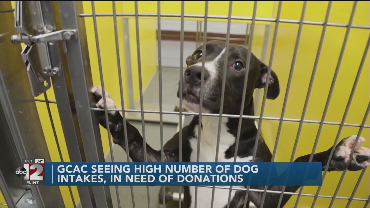 Genesee County Animal Control seeing high number of dog intakes, in need of  donations | Video 