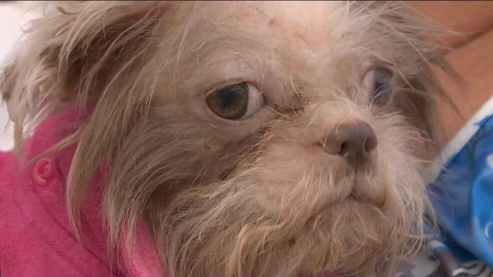 44 dogs removed from hoarding situation Burton continue recovering
