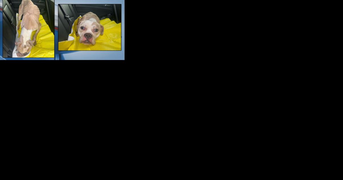Flint police help save malnourished dog digging in trash can - Vimarsana News