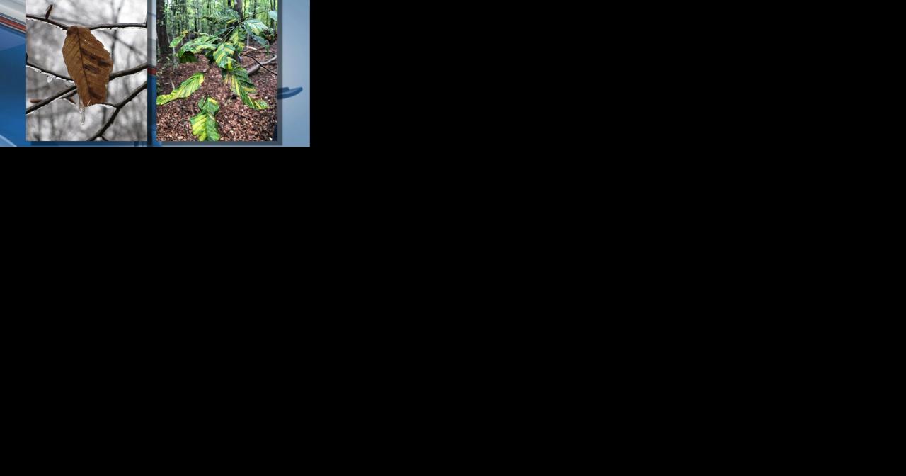 Michigan's first outbreak of beech leaf disease spreads in Southeast Michigan - Vimarsana News