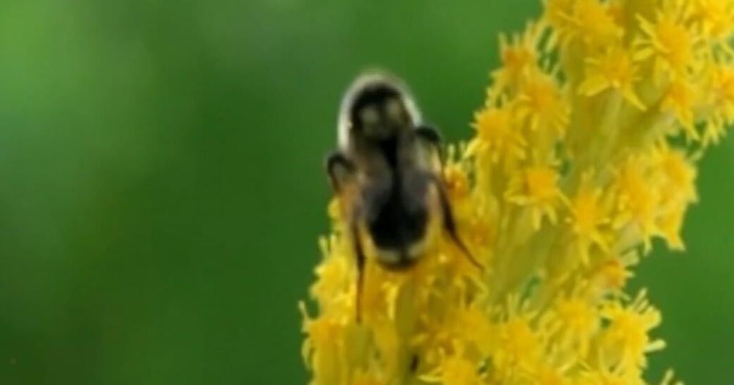 Smoky skies keeping Mid-Michigan bees from doing their job