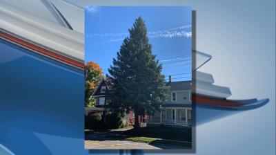 63-foot spruce in St. Johns selected as Michigan's state Christmas tree