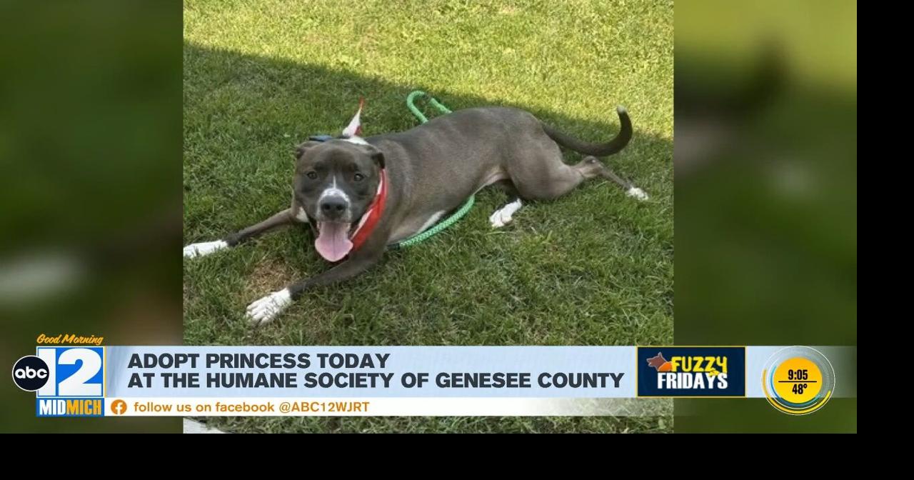 Fuzzy Fridays: Adopt Princess and attend 'Ties and Tails' | Video ...