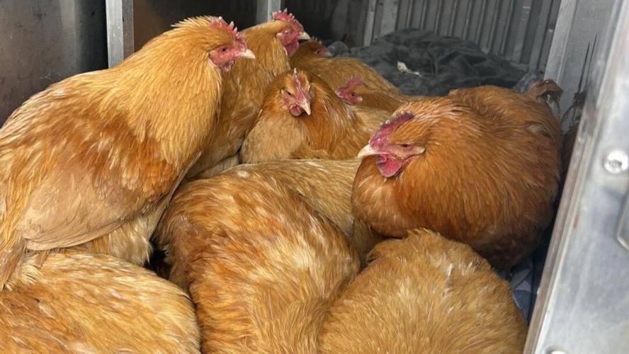 https://chickenroadavis.org/
